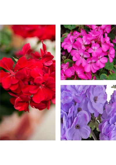 Karışık Renk 3 Adet Sardunya Çiçeği Fidanı 30-60cm Saksılı Geranium