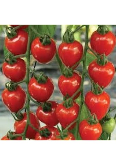 Nadir İthal Çilek Domates Tohumu Ekim Seti 5 Tohum + Saksı+Toprak