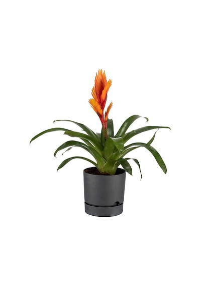 Poliwork Begonya 12 Cm Renkli Plastik Tabaklı Saksı