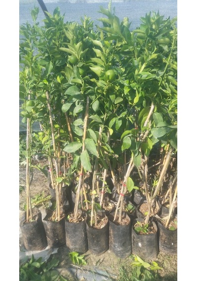 3 Yaşlı Şeker Tatlı Limon Fidanı