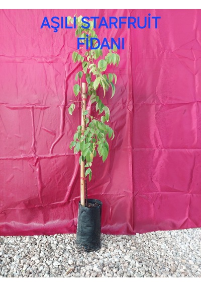 Aşılı Starfruit Fidanı 4 Yaş 100 Cm