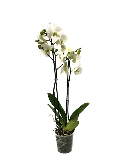 Phalaenopsis leeds N11.2278