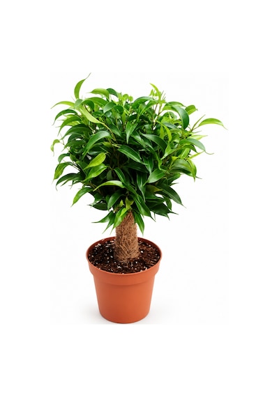 Bonsai Ficus Benjamin Hasır Gövdeli