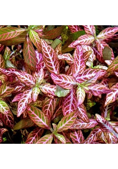 Ayrex Hygrophila Polysperma Rosanervig Kolay Akvaryum Zemin Bitkisi Canlı Akvaryum Bitkisi