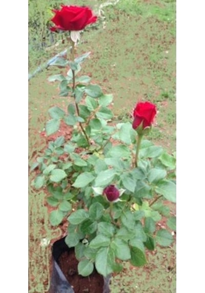 Kırmızı Gül Fidani 10-20 Cm