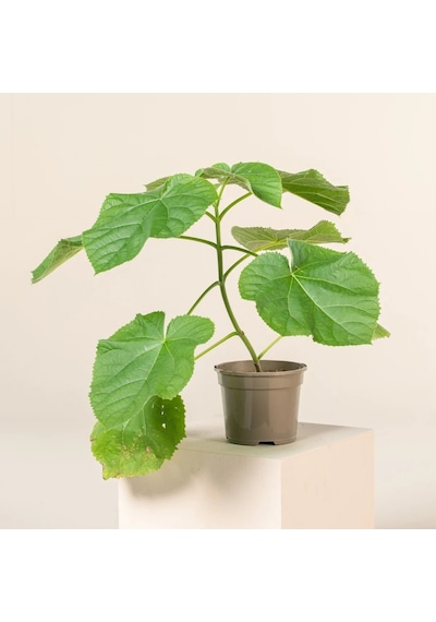 Pavlonya Fidanı Paulownia Tementosa 30-50 Cm 5 Adet