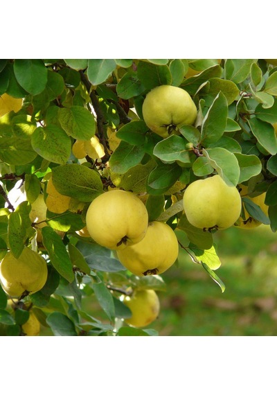 Ekmek Ayva Fidanı