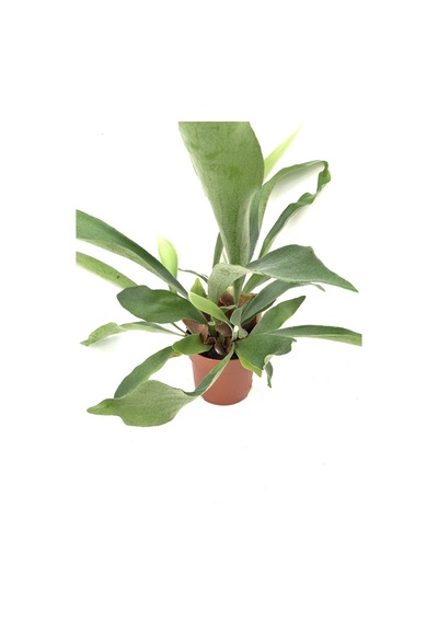 Platycerium Bifurcatum - Geyikboynuzu 2093
