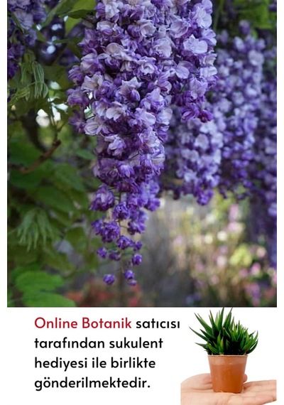Mor Salkım Fidanı