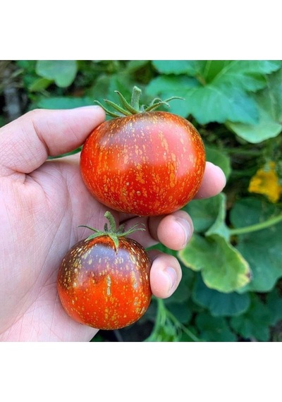 20 Adet Cosmos Domates Tohumu