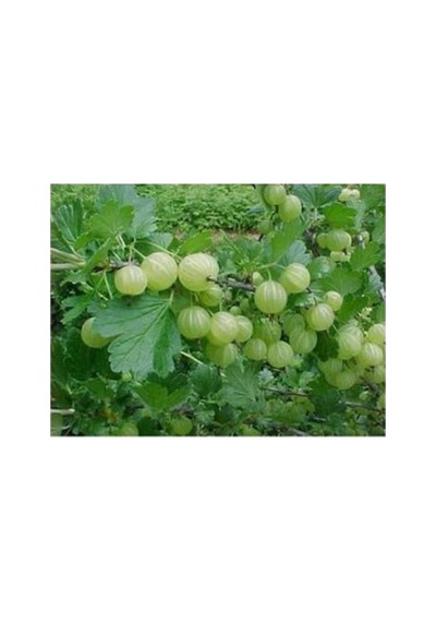 Aromatik Sarı Bektaşi Üzümü Fidanı 10-20 Cm
