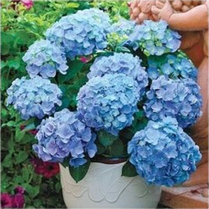 Ortanca Hydrangea Macrophylla Mavi 10- 20 Cm