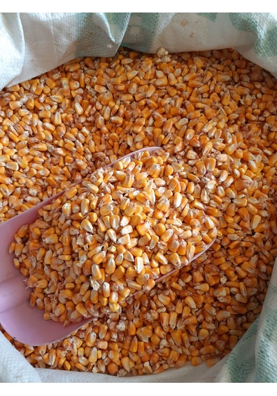 Mh Tüm Mısır Tavuk Kaz Ördek Kuş Kanatlı Yemi 6 KG