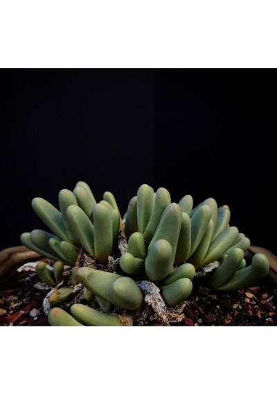 10 Adet Argyroderma Fissum Succulent Tohumu