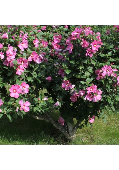 Gül Hatmi Fidanı 50-70 Cm