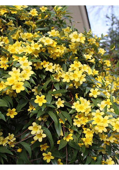 Videolu Sarı Çiçekli Yasemin Fidanı 70 90 Cm 1 Adet Saksılı Dış Mekan Bitkisi Jasminum Nudiflorum