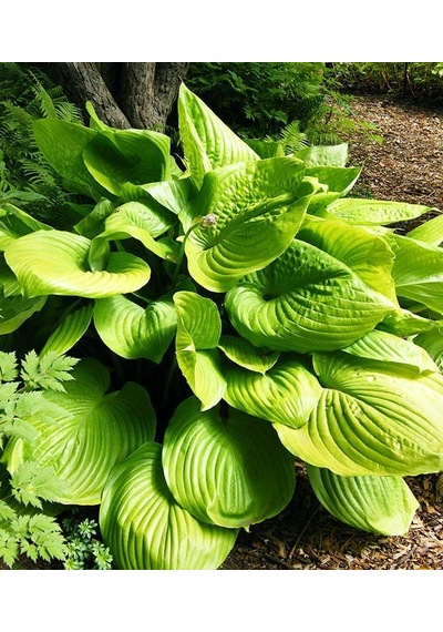Ağustos Zambağı Hosta 10 Adet