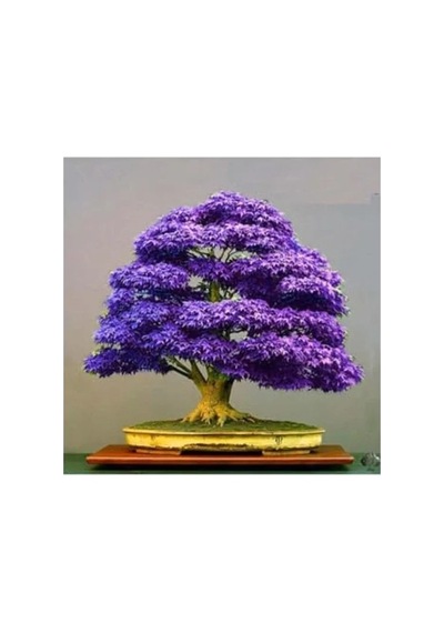 Bodur Mor Azalea Bonsai Ağacı Tohumu Seti, 5 Adet