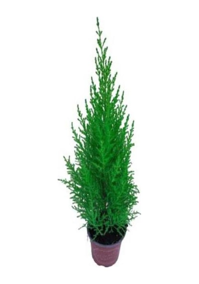 Limon Kokulu Limoni Servi Fidanı Limoni Servi Çam Ağacı 40-60 Cm