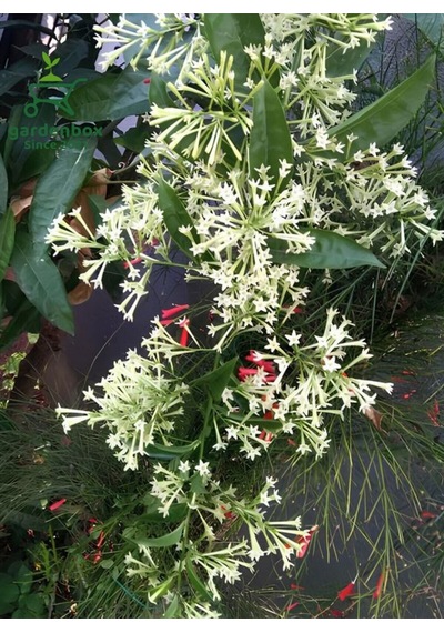 Melisa Çiçeği Yoğun Kokulu 1 Adet 30-40cm Saksılı Cestrum Nocturnum