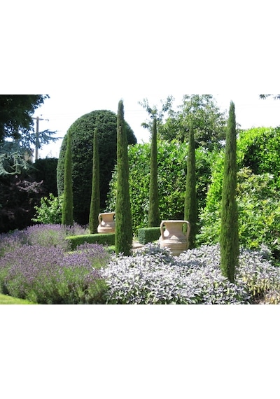 Akdeniz Servisi Cupressus Sempervirens 10 Adet