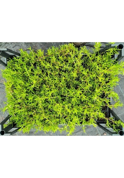Mor Acem Halısı 40 Adet Saksılı/ Tüplü 5-10 Cm Yer Örtcü Bitki Drosanthemum Floribundum