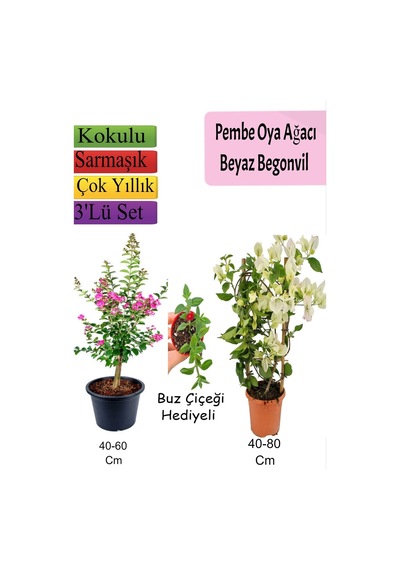 Pembe Oya Ağacı+ Beyaz Begonvil+ Buz Çiçeği Hediyeli