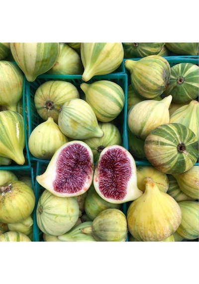Bahçevilya Sarı-yeşil Çizgili Çilek Aromalı İncir Ağacı Fidanı