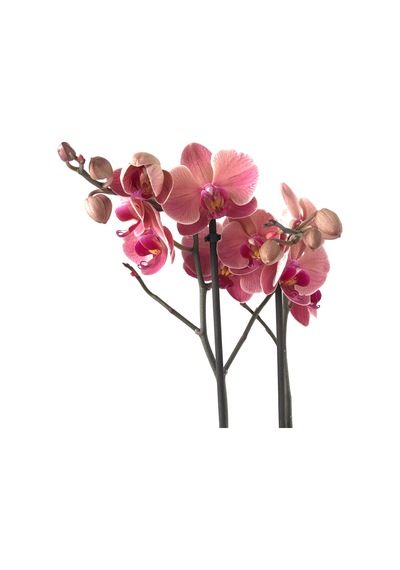 Phalaenopsis 'Asian Coral' (Pembe Orkide) Ø12 CM 70-80 CM