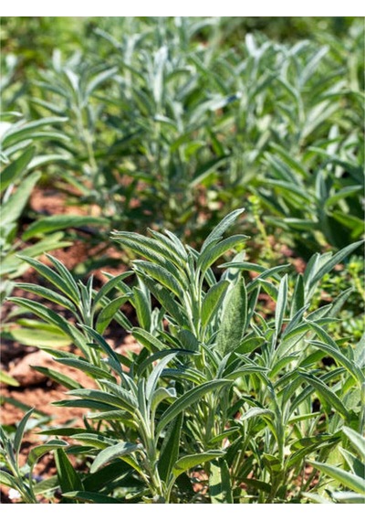 Adaçayı Fidanı 40 60 Cm 1 Adet Saksılı/ Tüplü Iç/ Dış Mekan Bitkisi Salvia Officinalis