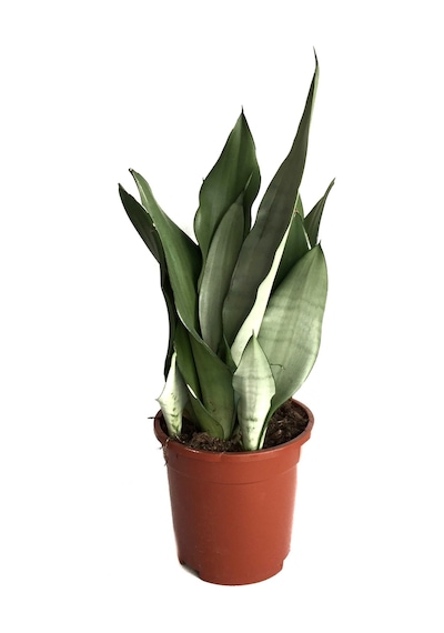 Sansevieria Trifasciata 'Moonshine' (Paşa Kılıcı) Ø17 CM H35-40 CM