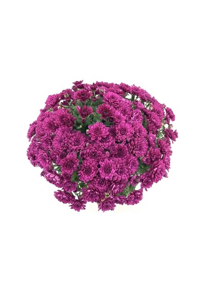 Lila Mor Kasımpatı Çiçeği Fidanı 10-20 Cm
