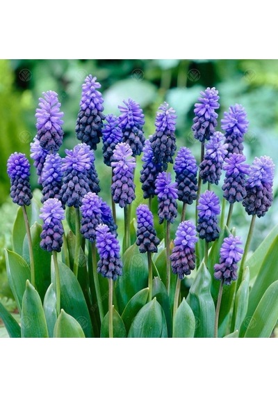 Light Latifolium Üzüm Sümbül Soğanı 10 Adet