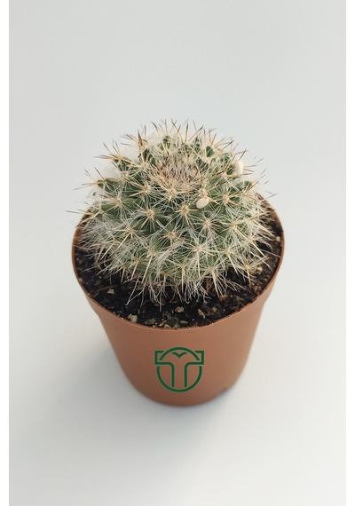 Mammillaria Hahniana Nadir Tür Kaktüs 5.5 Cm Saksida