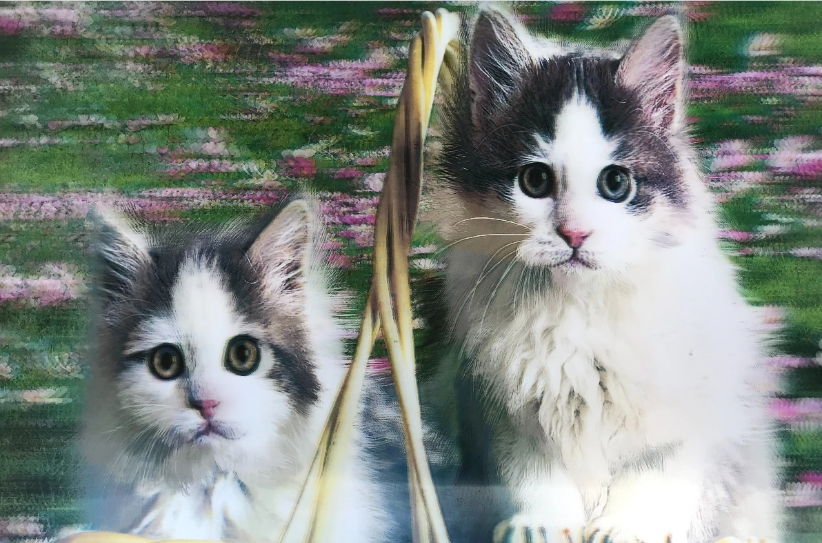 5d Elmas Boyama Sevimli Kediler İkili Kedi Resmi Tablosu 40x60 Cm 5250