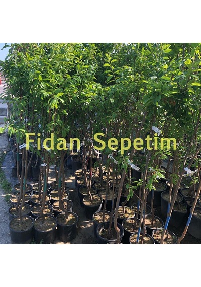 3 Yaş Aşılı Papaz Erik Fidanı Yarı Bodur