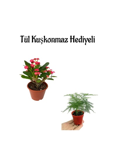 Anneler Gününe Özel Kırmızı Renk Milli Dikenler Tacı Çiçeği Tül Kuşkonmaz