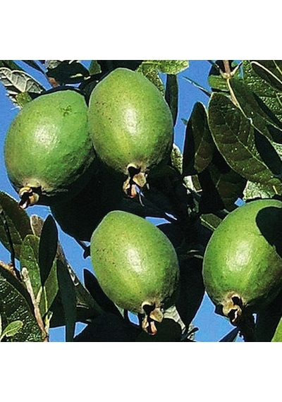 Saksıda Feijoa Kaymak Ağacı Fidanı 3 Yaş - 90-110 Cm Boy