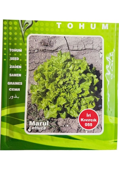 İri Kıvırcık Marul Tohumu İri Kıvırcık 055 İlaçlı Marul Tohumu 10 Gram