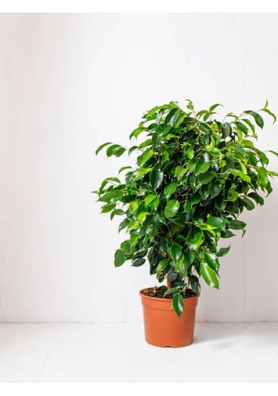 Videolu Benjamin Bitkisi 1 Adet Saksılı/ Tüplü 30-40 Cm Ev Ofis Bitkisi Ficus Benjamina