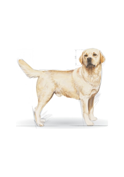 Royal Canin Labrador Retreiver Yetişkin Köpek Maması 12 KG