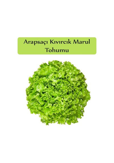 Arapsaçı Marul Tohumu 1 Paket Kıvırcık Marul Tohumu Arap Saçı Kapalı Paket Tohum Kıvırcık Marul