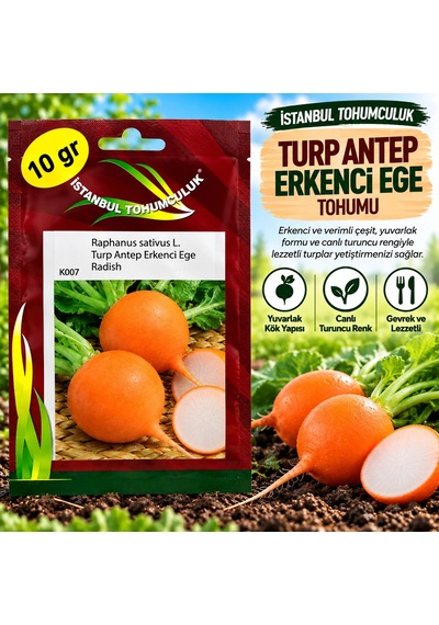 Antep Erkenci Ege Turp Tohumu 10 Gr