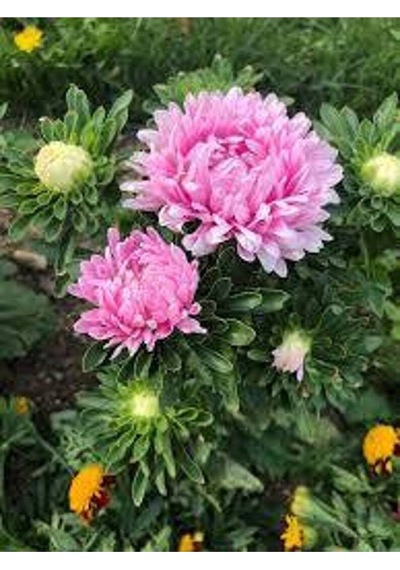 10 Adet Natural Aster Milady Pink Heirloom Tohumu