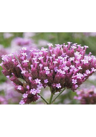 15 Adet Buenos Aıres Verbena Brazilian Purple Tohumu