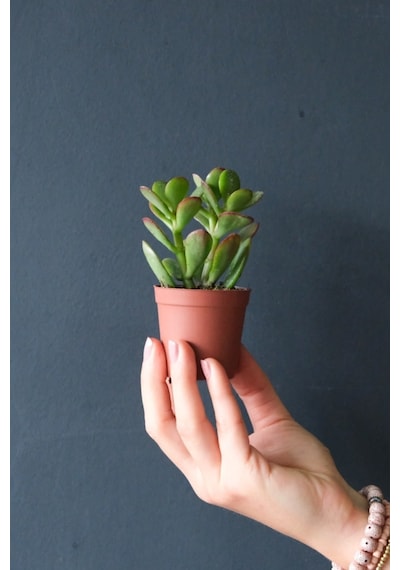 1 Adet Para Çiçeği Crassula Ovata Yeşil-kırmızı Renkli Kökleri Olgunlaşmış Canlı