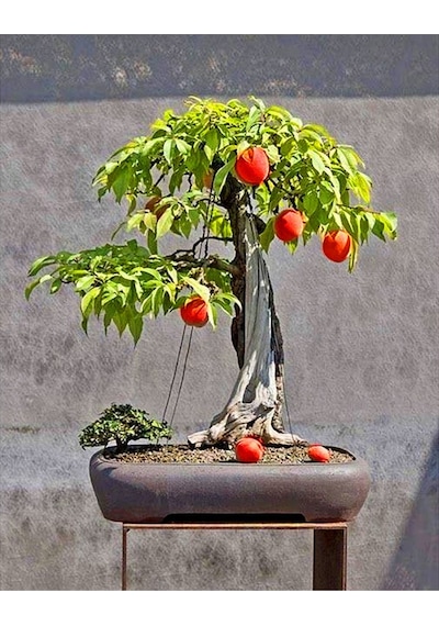 Şeftali Bonzai Ağacı Tohumu 1 Tohum + Bonsai Tohumu