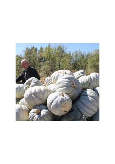 Kış Kabak Tohumu - 10 Gram