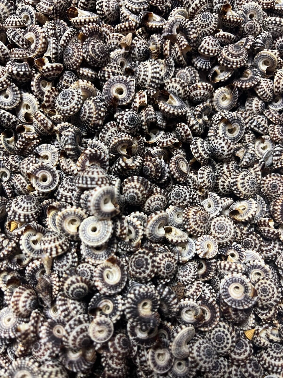 Gerçek Deniz Kabuğu - Suburbıa - 30gr. Ort. 50-60 Adet
