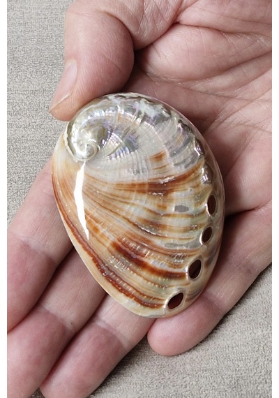 Orta Boy Abalone Shell Renkli Istiridye Kabuğu 116-2